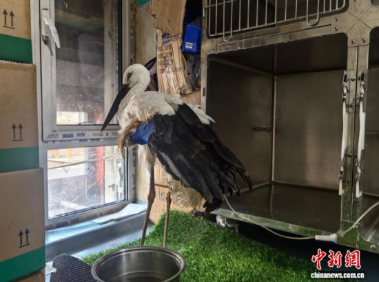 �܂��Ė|�����X���ڽ����ί�����ʯ���� �z