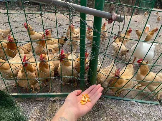 庭院經濟養(yǎng)殖 庭院經濟養(yǎng)殖