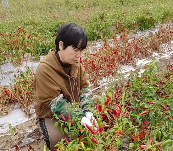 庭院經濟種植 庭院經濟種植