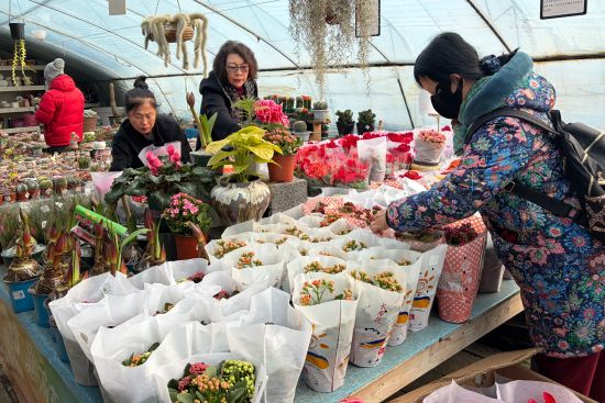 市民購(gòu)買(mǎi)年宵花 市民購(gòu)買(mǎi)年宵花